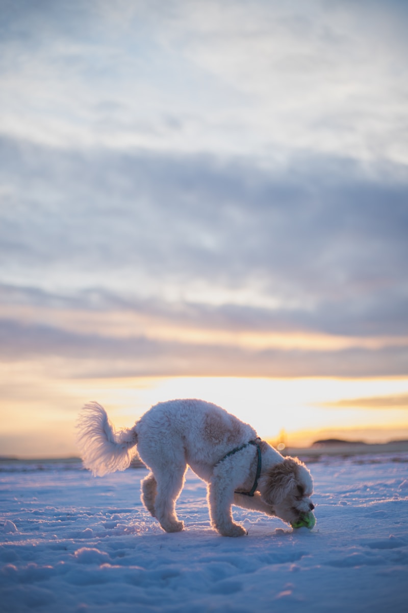 white and brown dog biting green ball